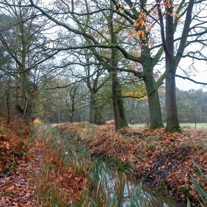 🟦 5 km wandeling op 13-01-2026