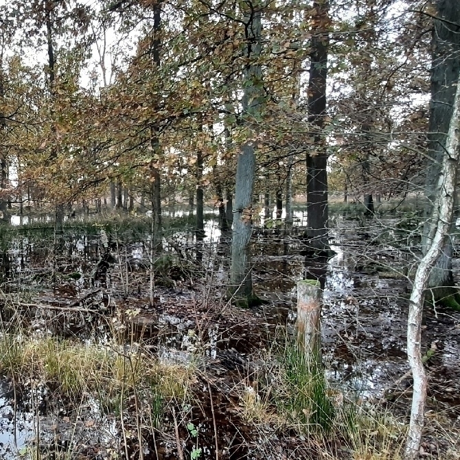 🟦10 km wandeling op 28-06-2026